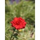 Geum ‘Mrs. Bradshaw