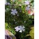 Phlox (S) 'Emerald Cushion Blue'