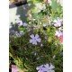 Phlox (S) 'Emerald Cushion Blue'