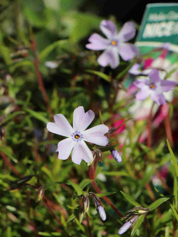 Phlox (S) 'Emerald Cushion Blue'