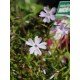 Phlox (S) 'Emerald Cushion Blue'