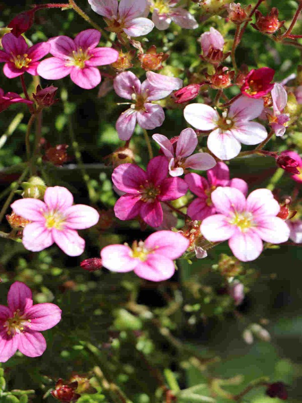 Saxifraga 'Touran Pink'