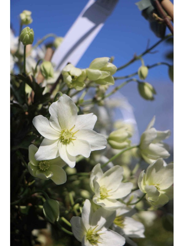 Clematis 'Avalanche'