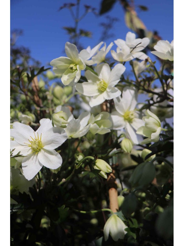 Clematis 'Avalanche'