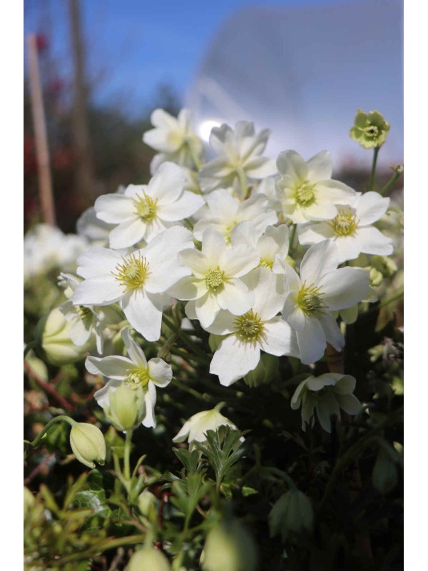 Clematis 'Avalanche'