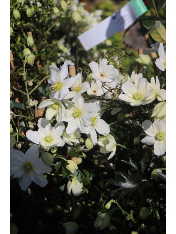 Clematis 'Avalanche'