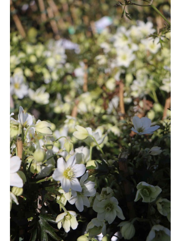 Clematis 'Avalanche'