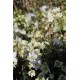 Clematis 'Avalanche'
