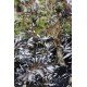 Sambucus 'Black Lace'