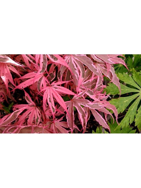 Acer 'Shirazz' 