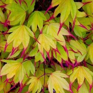 Acer 'Tsuma Gaki'