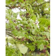 Acer 'Aconitifolium' 120cm