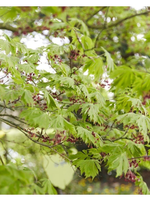 Acer 'Aconitifolium' 120cm