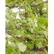 Acer 'Aconitifolium'