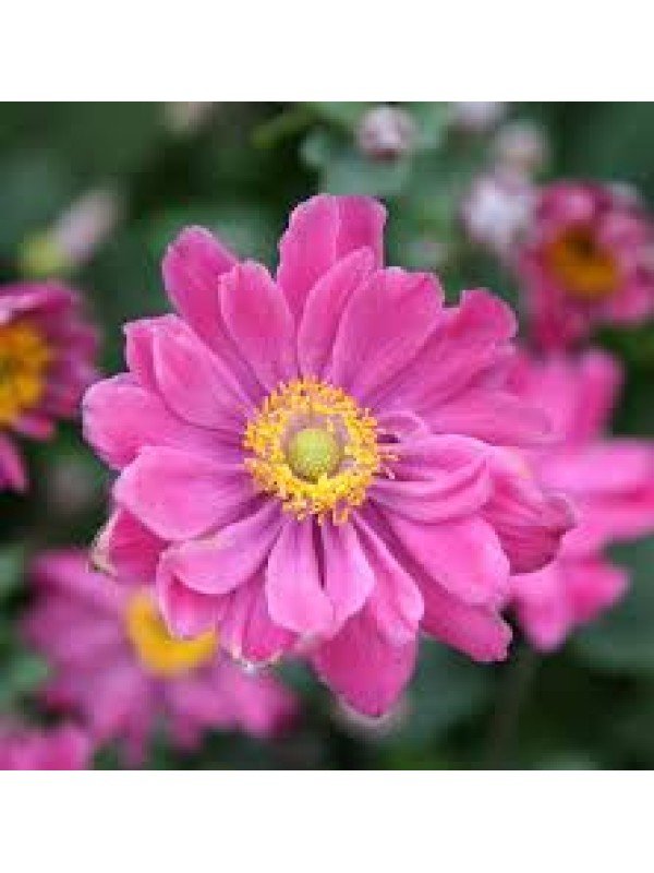 Anemone ''Pamina'