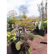 Purple Sage