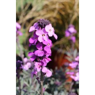 Erysimum 'Bowls Mauve'