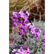Erysimum 'Bowls Mauve'