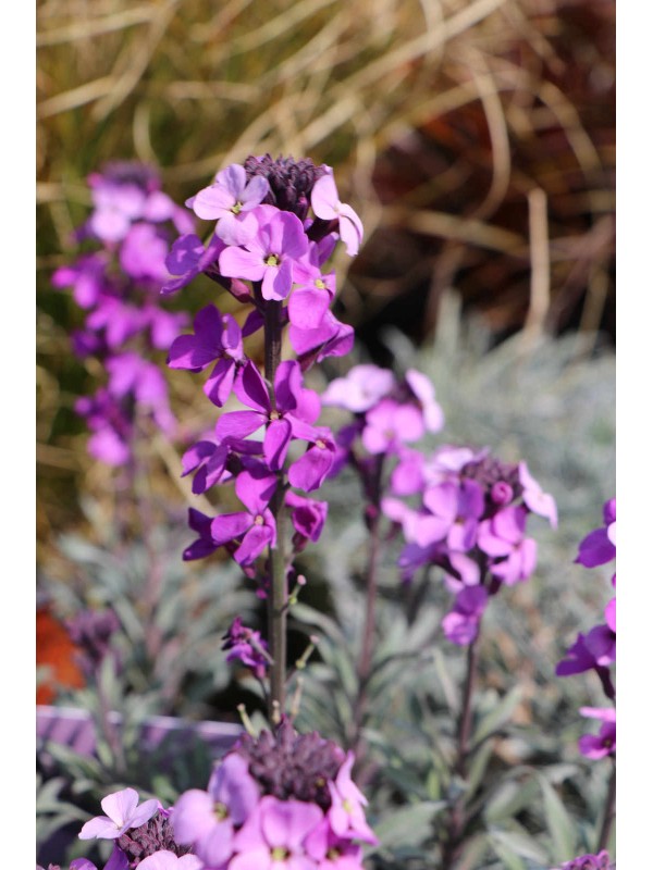Erysimum 'Bowls Mauve'