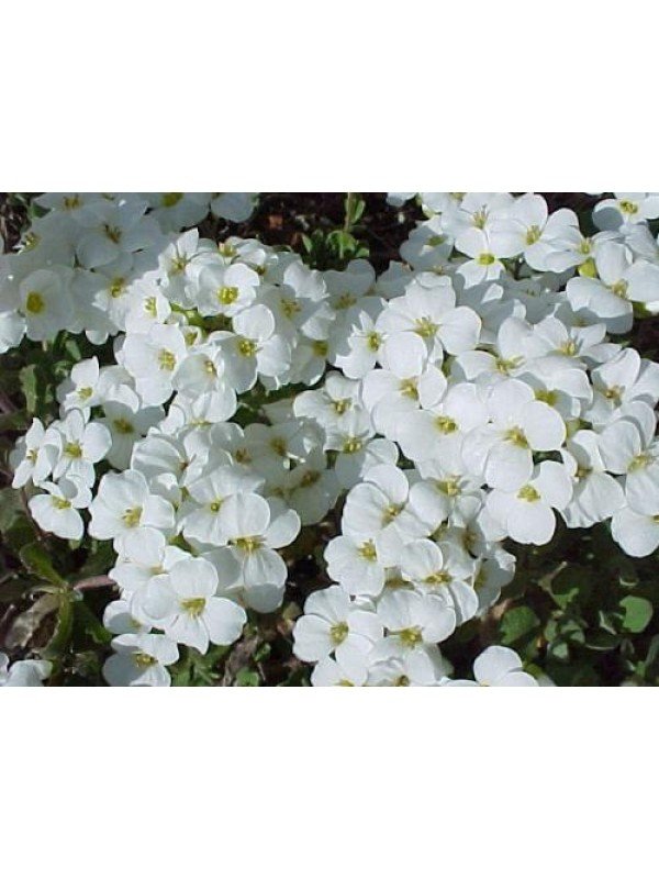 Arabis cauc 'Little Treasure White'