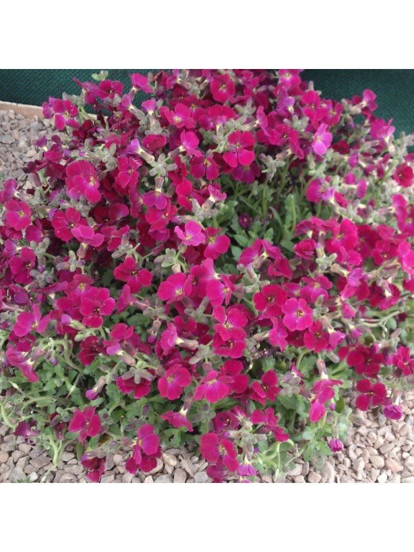  Aubrieta hyb. 'Dark Red'