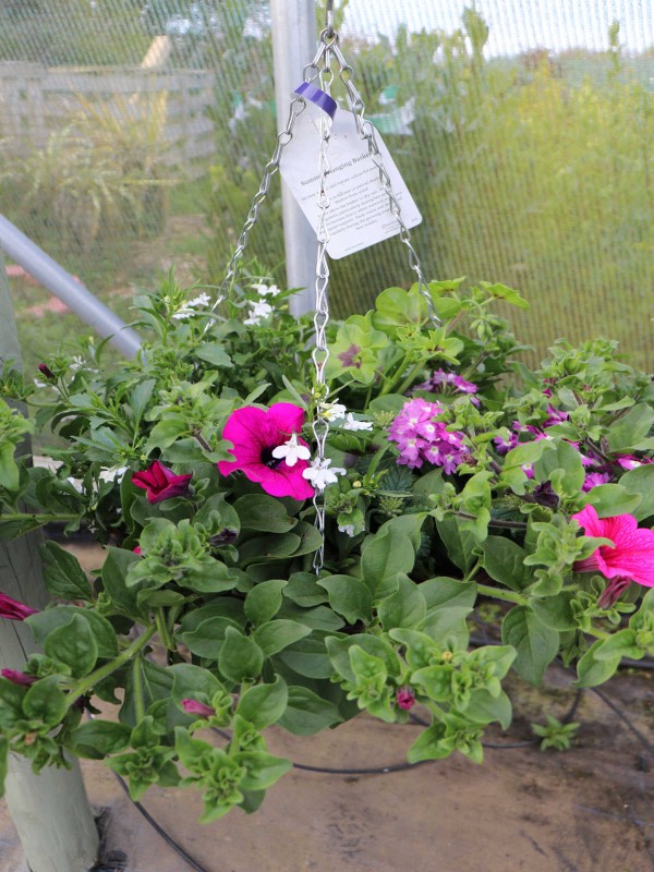 Hanging Baskets - In Variety