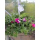 Hanging Baskets - In Variety