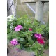 Hanging Baskets - In Variety