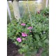 Hanging Baskets - In Variety