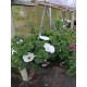 Hanging Baskets - In Variety