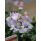 Nemesia Scented- In Variety