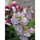 Nemesia Scented- In Variety