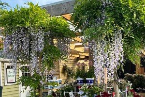 How and when to prune Wisteria