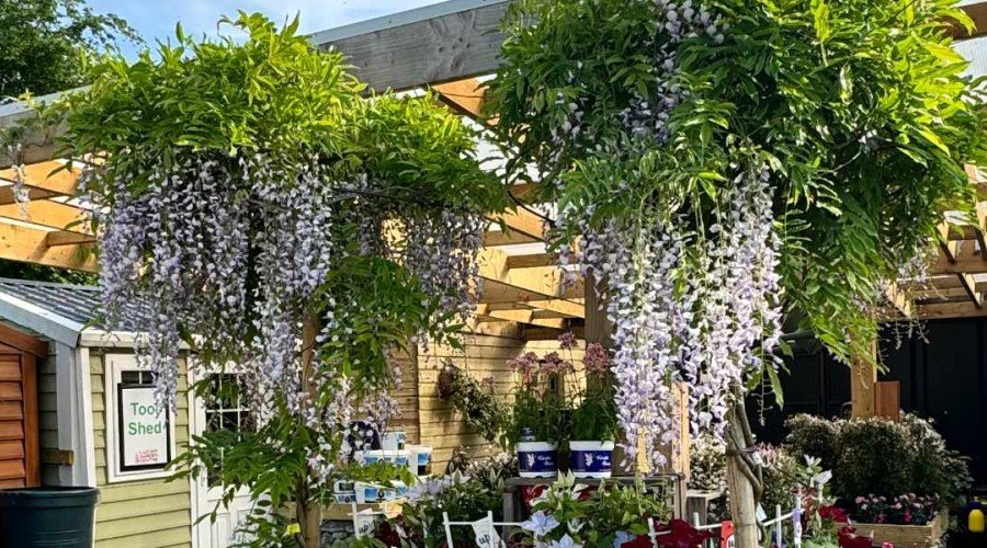 How and when to prune Wisteria