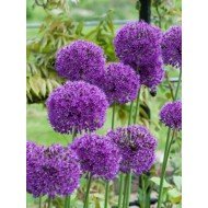 Allium 'Purple Sensation'