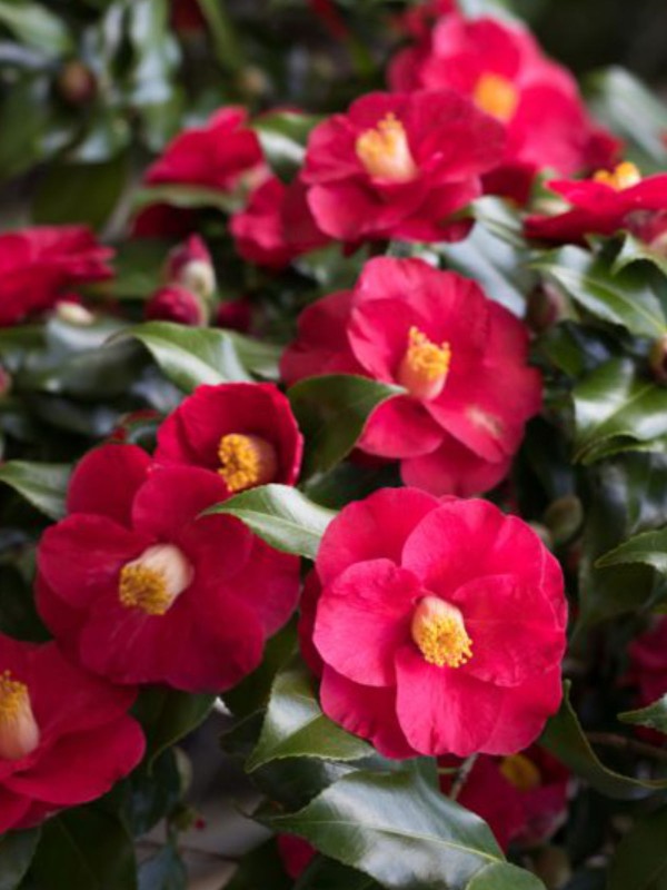 Camellia - in variety 