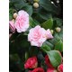 Camellia - in variety 