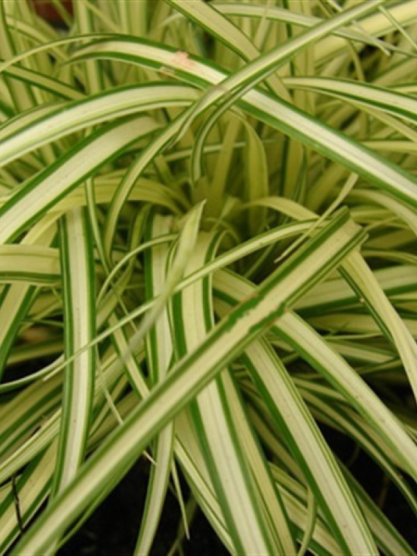 Carex 'Evergold'