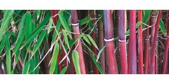Bamboo Plants