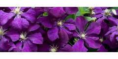 Climbing Plants