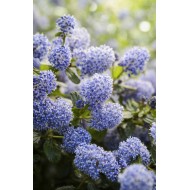 Ceanothus arb. 'Trewithen Blue'