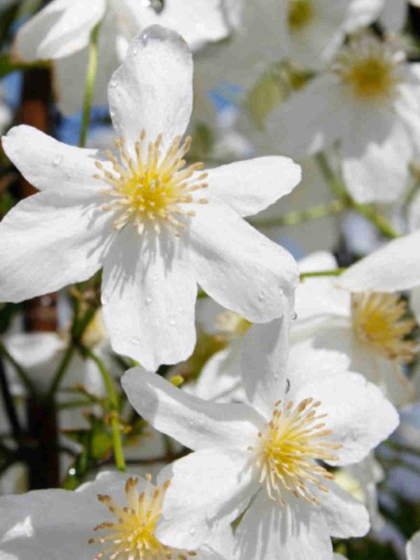 Clematis 'Avalanche'