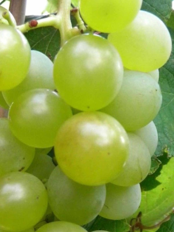 Grape Vitis 'Fragola Biaca'