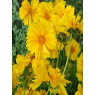 Coreopsis 'Zagreb'