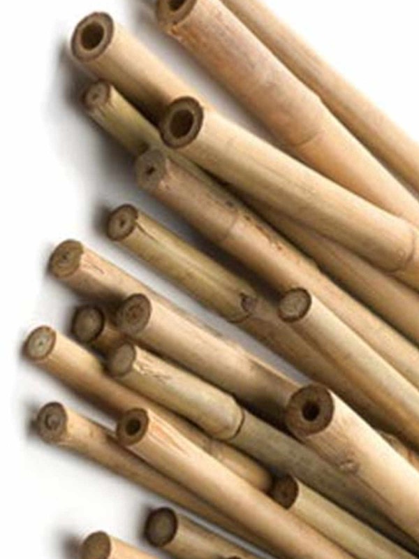 Bamboo Canes 6Ft (1.8m)