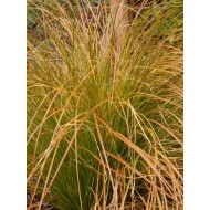 Carex testacea