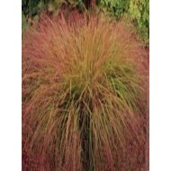 Stipa 'Arundinacea'