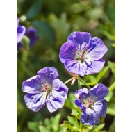 Geranium 'Rozanne'