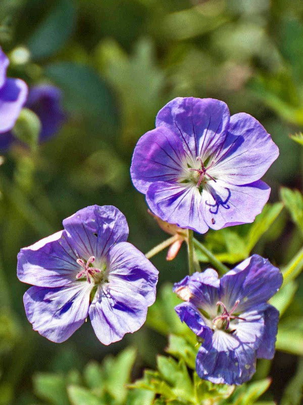 Geranium 'Rozanne'