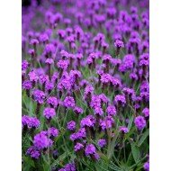 Verbena rigida 'Venosa'